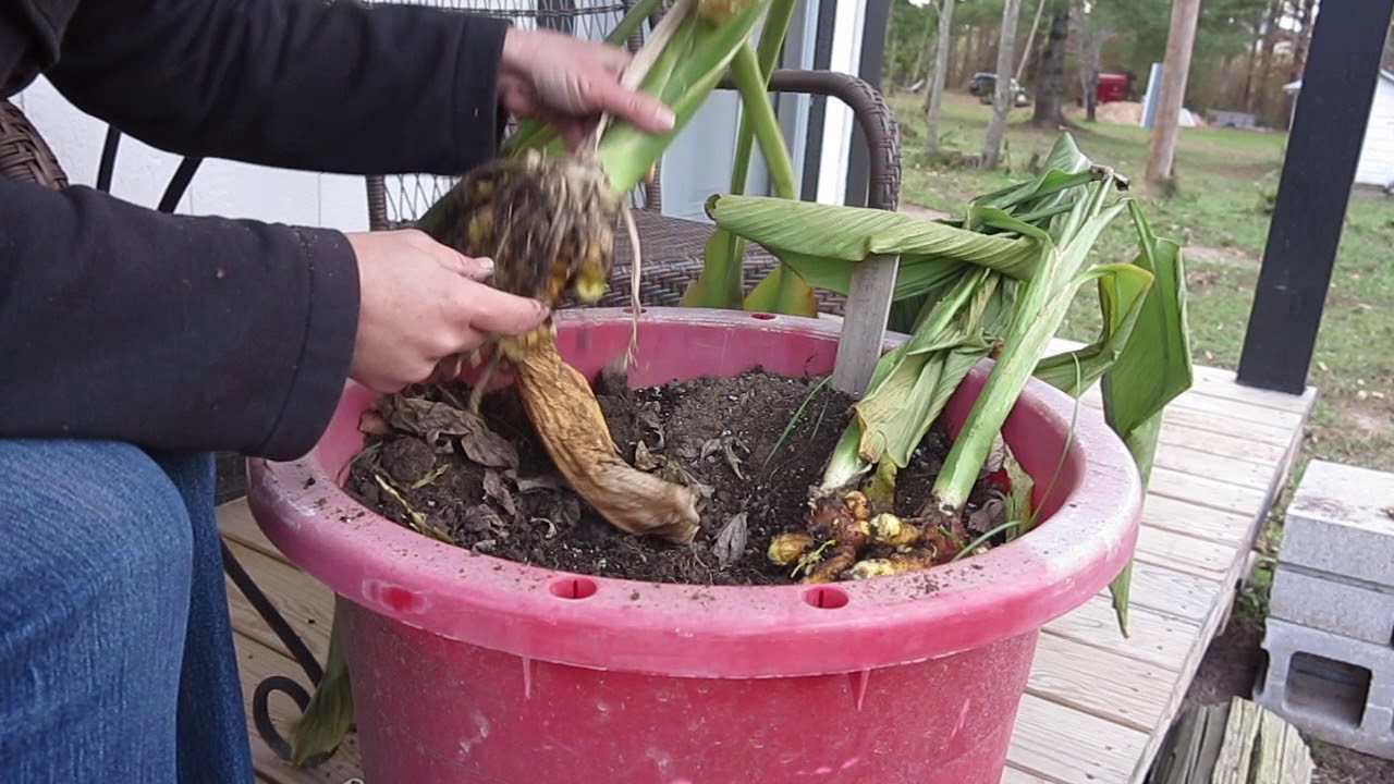 Preparing Turmeric for Winter in a Cold Climate