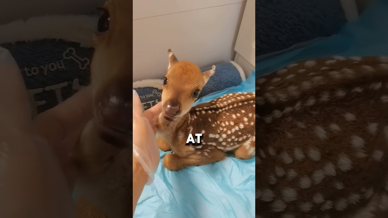 #animals #story #touchingstories #cute #pets #amazing #funny #deer #saveanimals