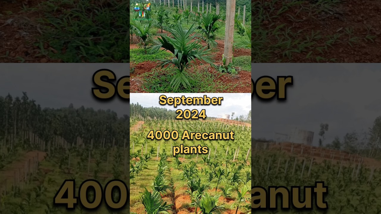 Arecanut 5 month growth. Before & After.