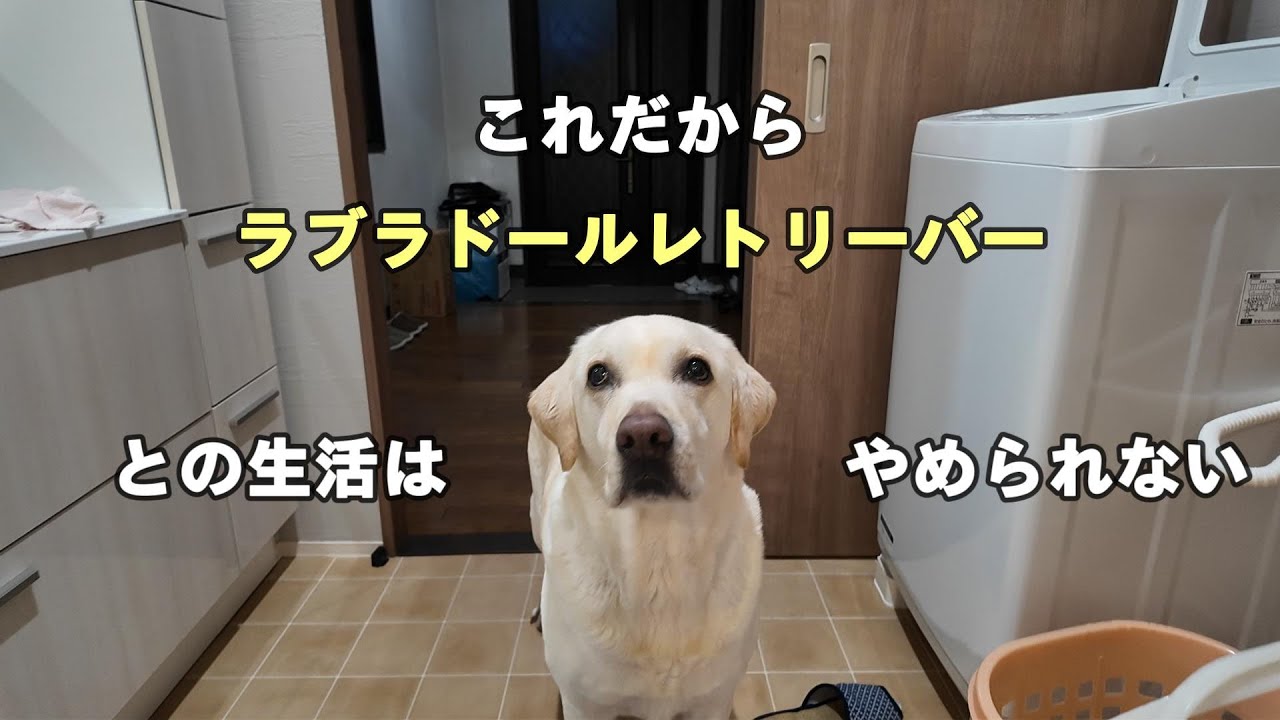 これだからラブラドールレトリーバーとの生活はやめられない