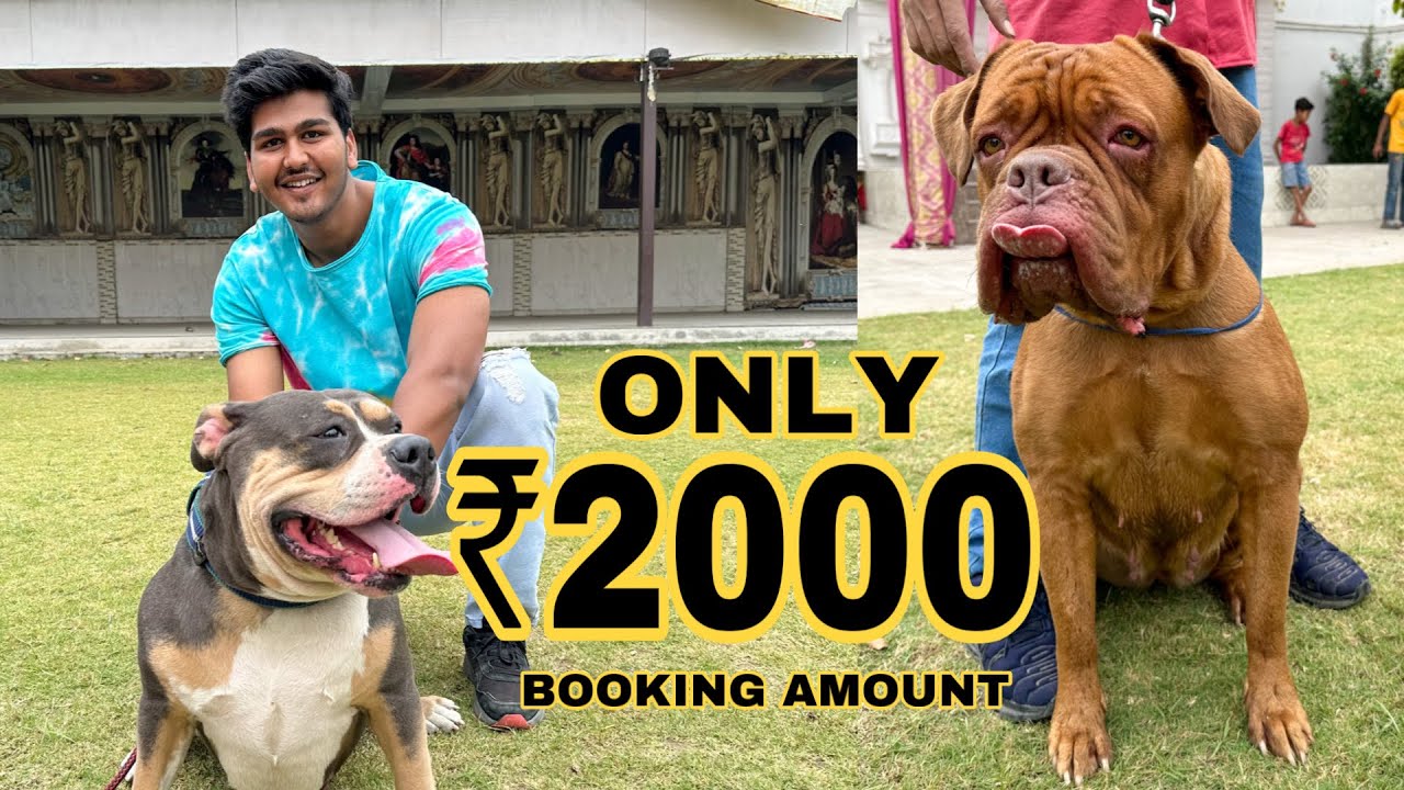 Cheapest Dog Market In Delhi | Only ₹2000 | Pit bull, American Bully, Labrador, German Shepherd, etc