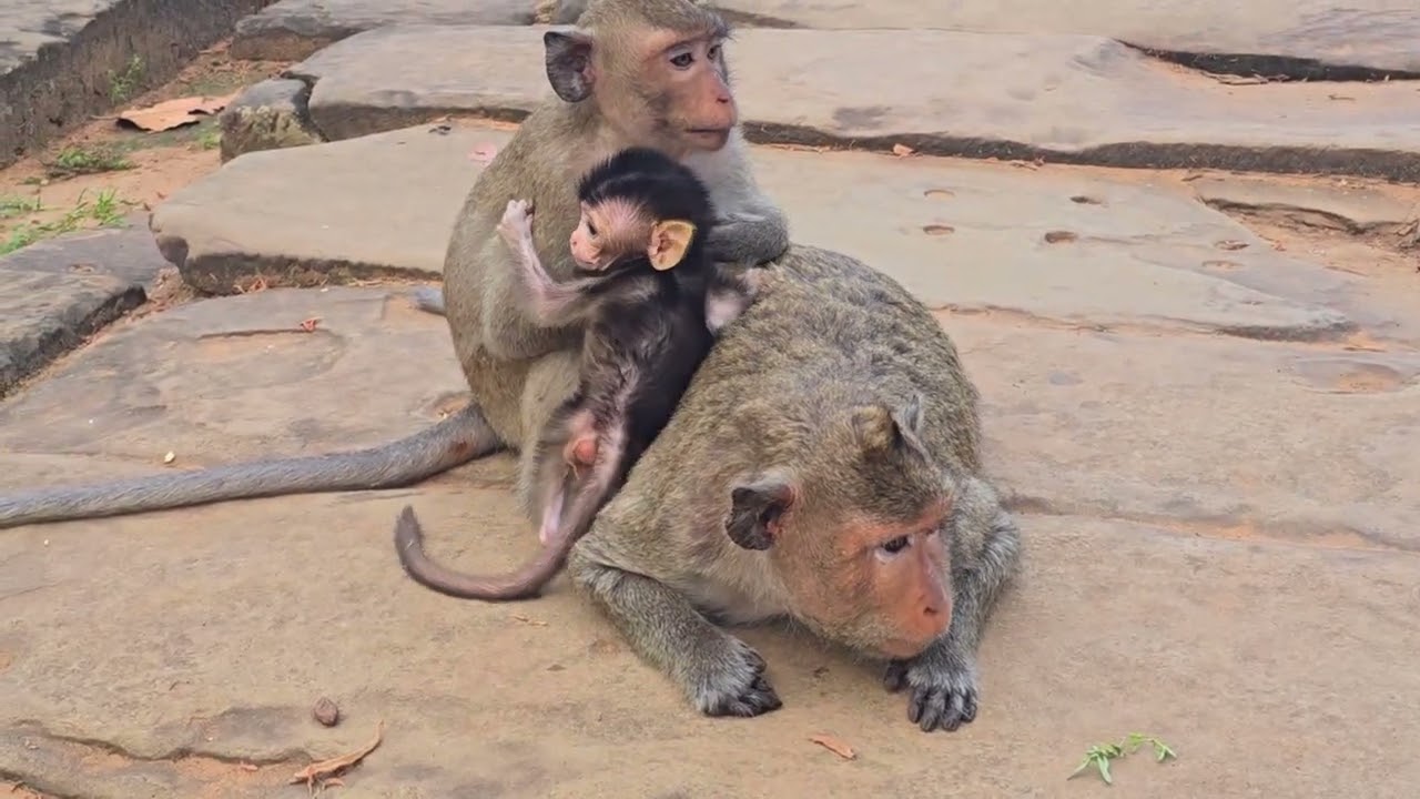 Monkeys bring their children to visit the Bayon #Animals And #Pets #monkey