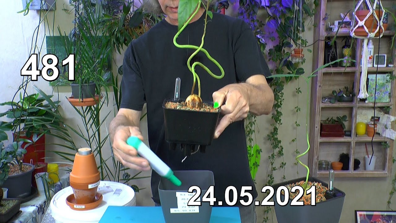 Pflanzen Anzucht Pflege Vermehrung mit Spezial Avocado Werdegang und Erfahrung als Zimmerpflanze