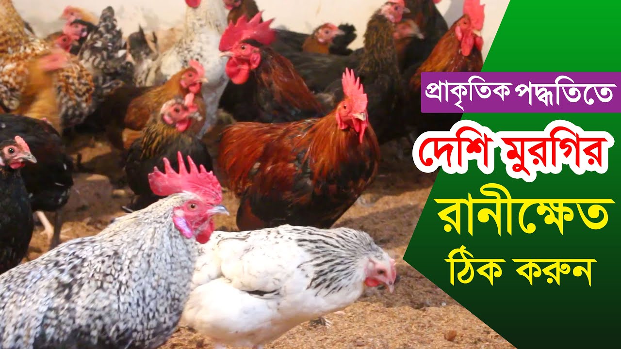 প্রাকৃতিক পদ্ধতিতে দেশি মুরগির রানীক্ষেত ঠিক করুন । Desi murgi Palan I Desi chicken herbal treatment