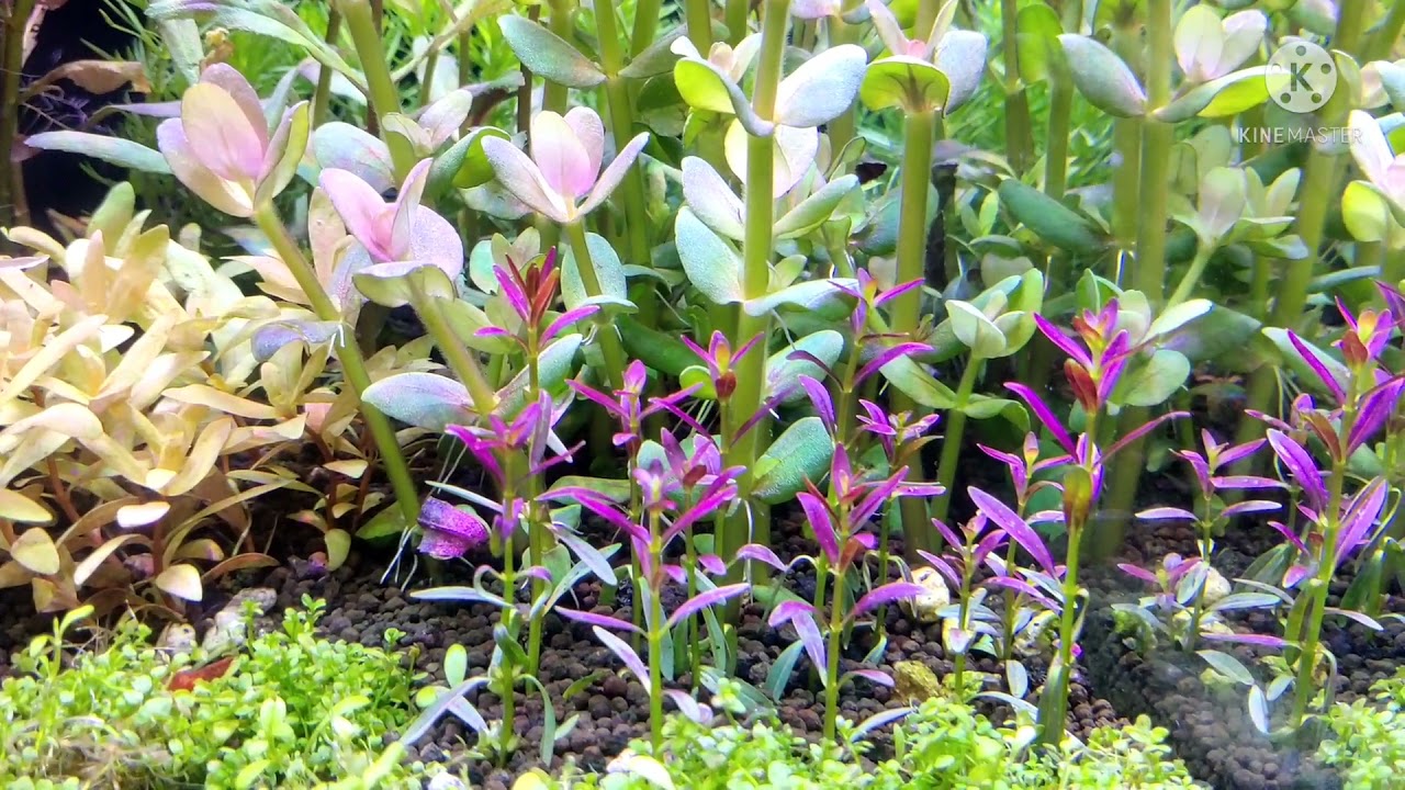 rotala sunset, rotala florida, nesaea golden,palustris cuba in tank 45 cm