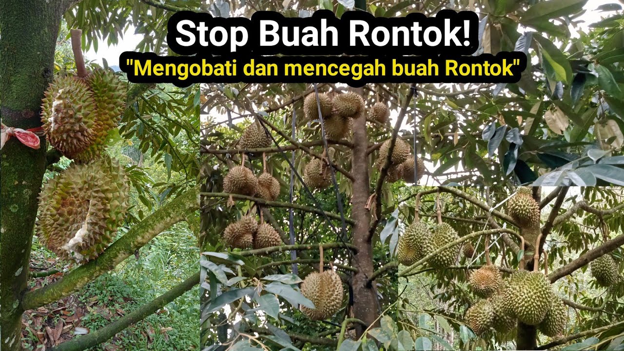 Mengobati dan mencegah buah durian rontok.
