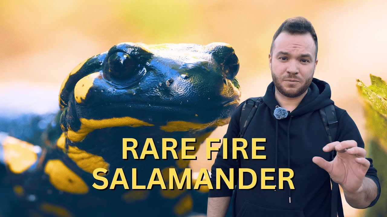 Finding Fire Salamanders: Reading Forest Signs