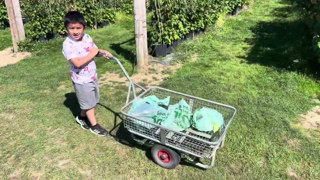 Pick your own Fruits Farm Visit - Bangla Vlog - London Fruits Farm - Drone Footage - বাংলা ব্লগ