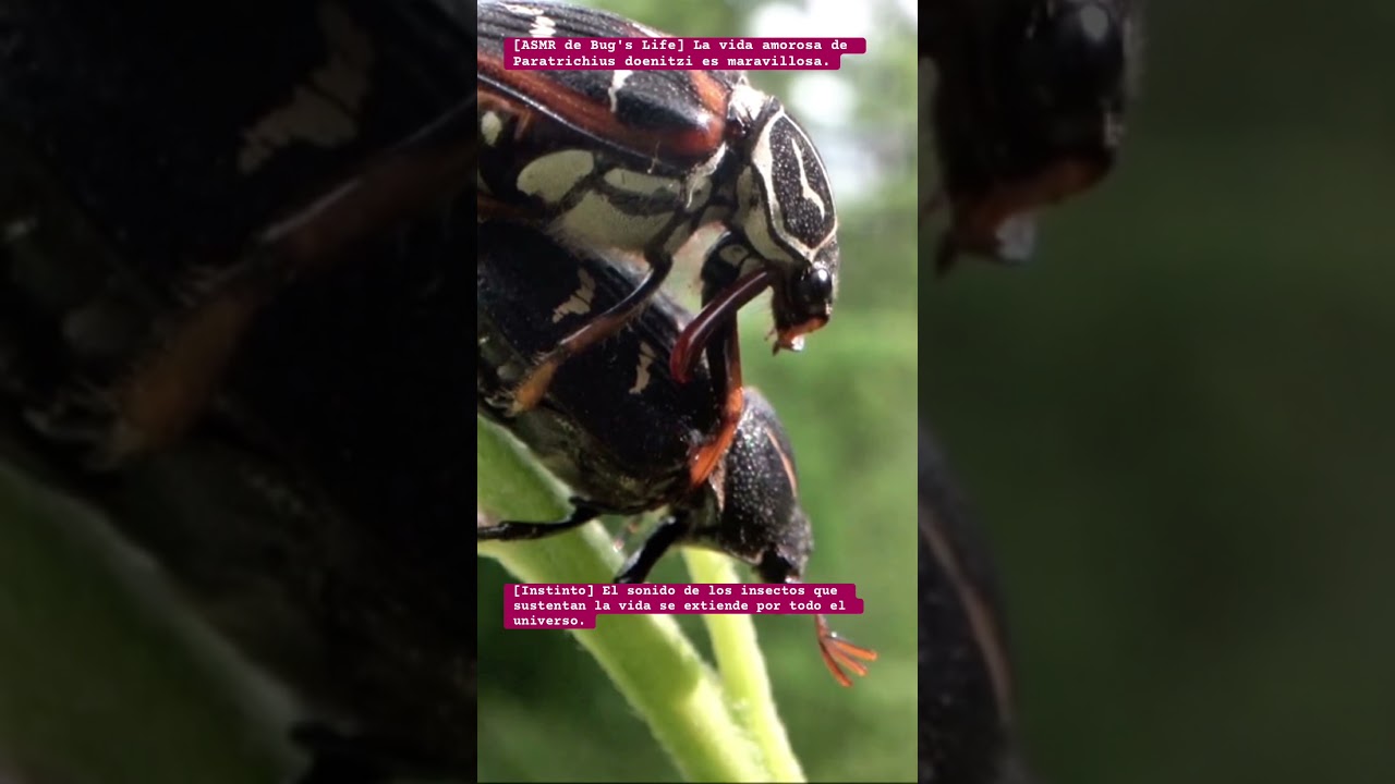 [ASMR de Bug's Life] La vida amorosa de Paratrichius doenitzi es maravillosa. 