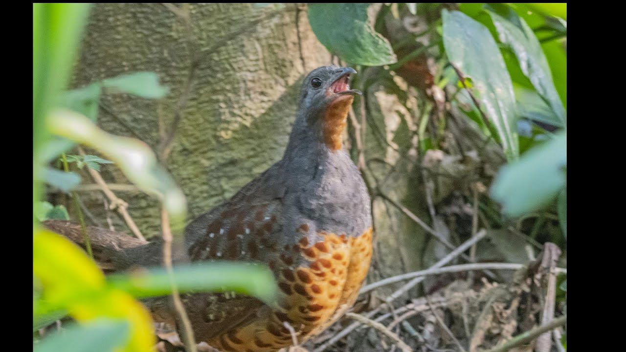 台灣竹雞 Taiwan Bamboo - Partridge