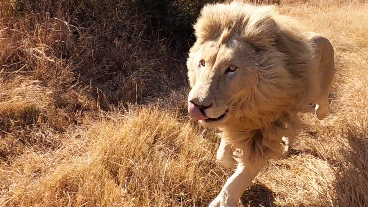 Thor&rsquo;s Pride: Behavioural Changes from Cubs to Adults | The Lion Whisperer