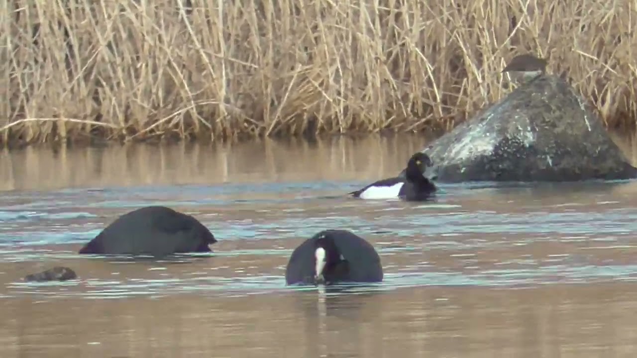 Y0210　Oita River　Coot　Tufted Duck　Little Grebe　Common Sandpiper