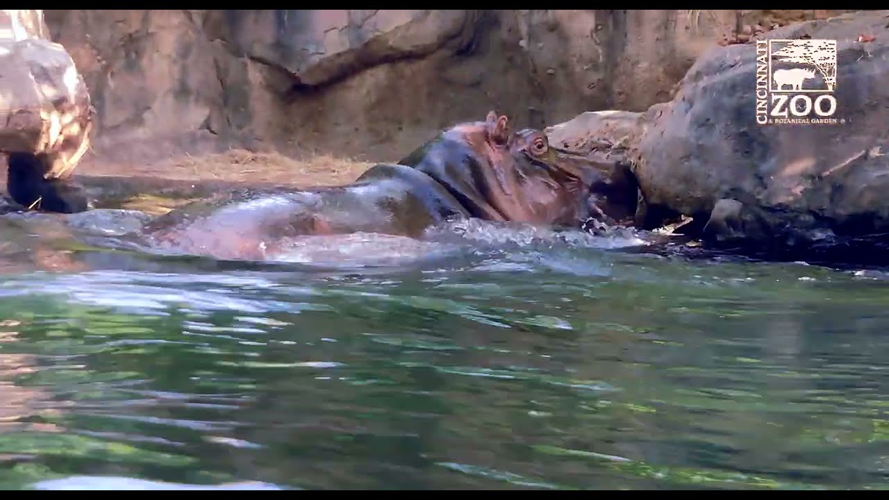 The Big Hippo Chase - Fiona, Fritz and Bibi - Cincinnati Zoo