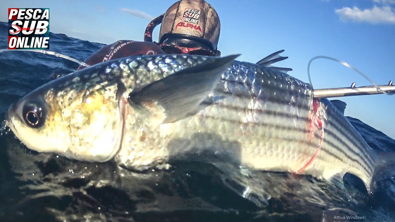 PESCASUB : Sicilia pesca apnea in 2 metri - Pesca subacquea Bassofondo - Spearfishing 2020
