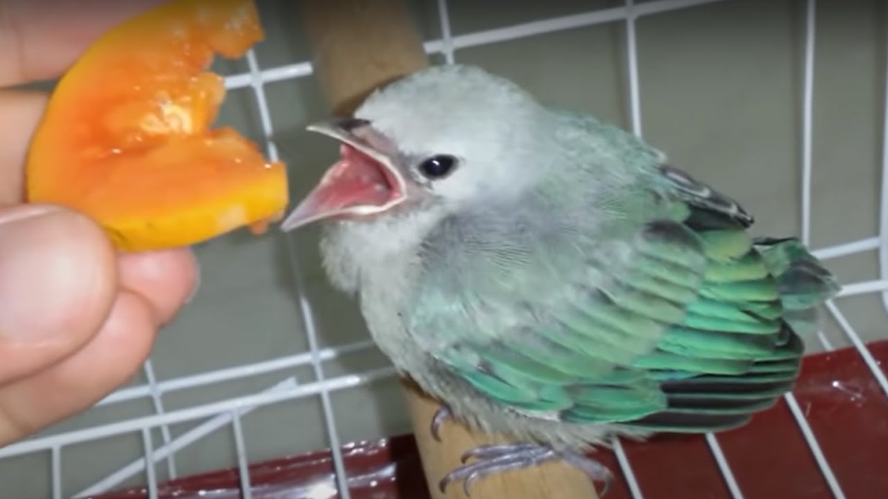Уход за птенцом - Sayaca Tanager (включить субтитры)