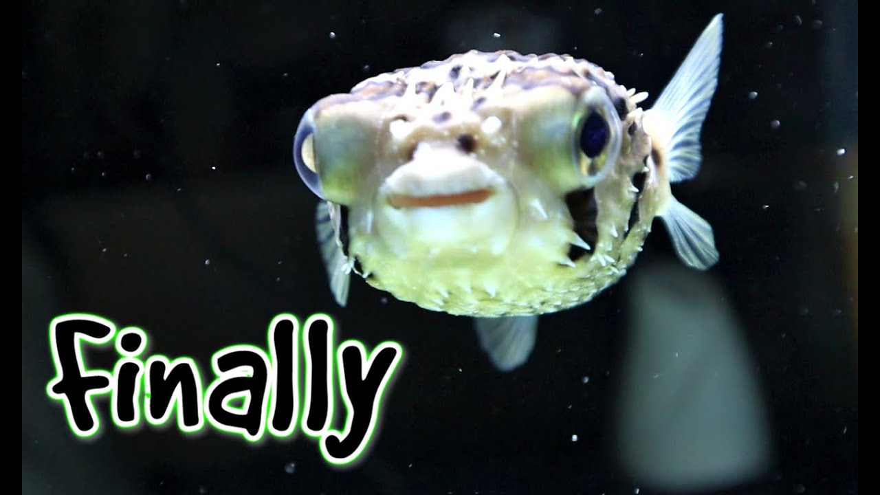 UPDATE PLUS UPGRADE (Pufferfish Breeding Aquariums)