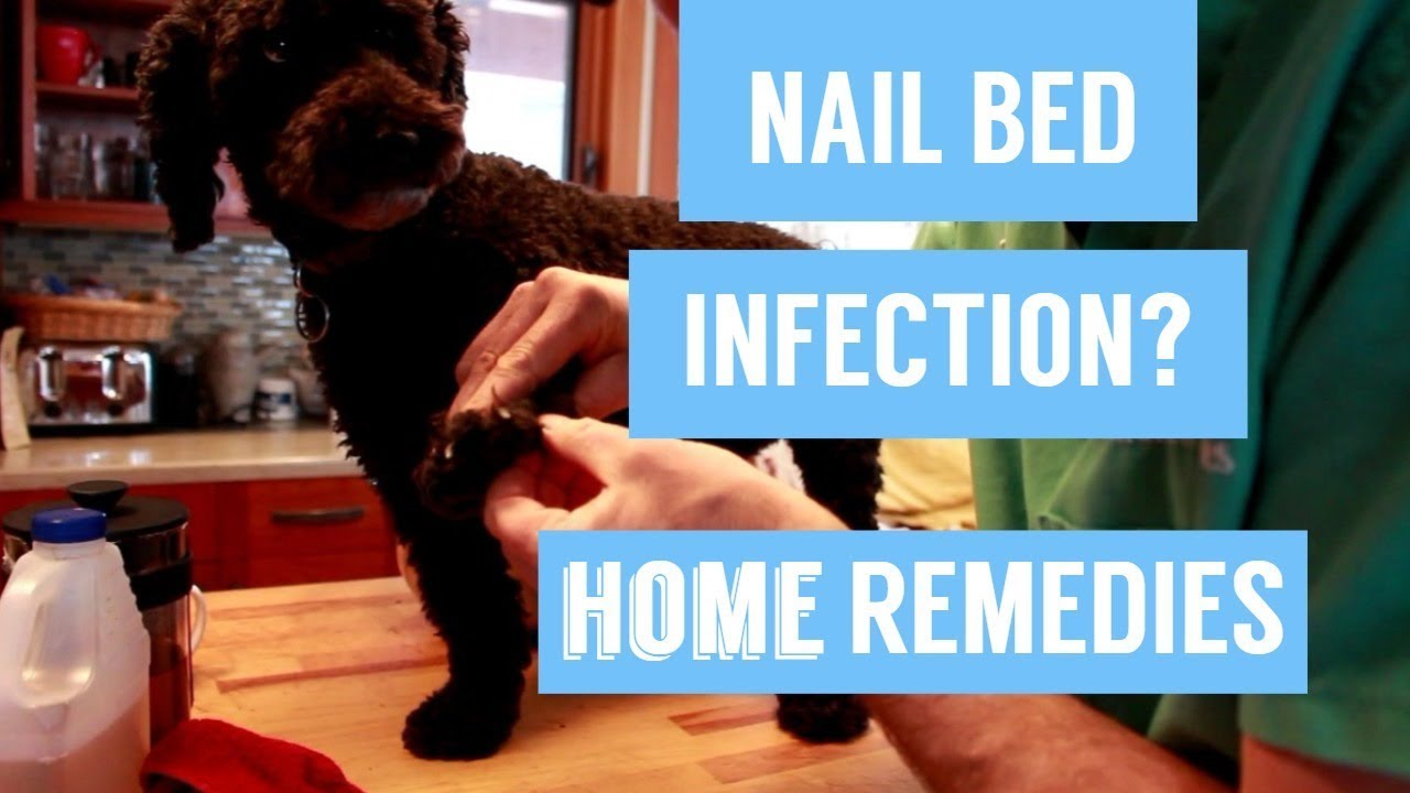 Dog Nail Infection: 7 Holistic Remedies