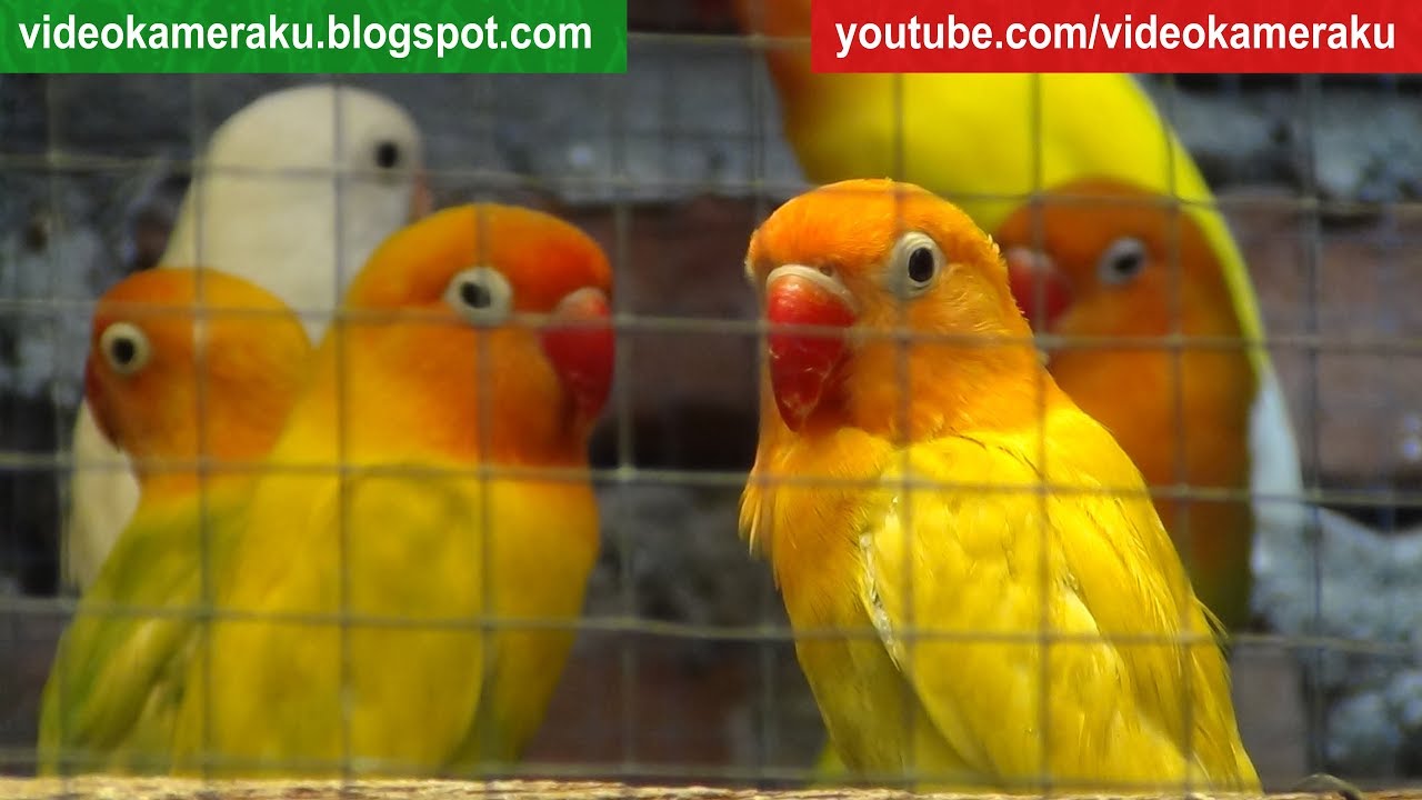 Lovebird Sounds 1 Hour Aviary Series V2 - High Quality Audio Live Recording