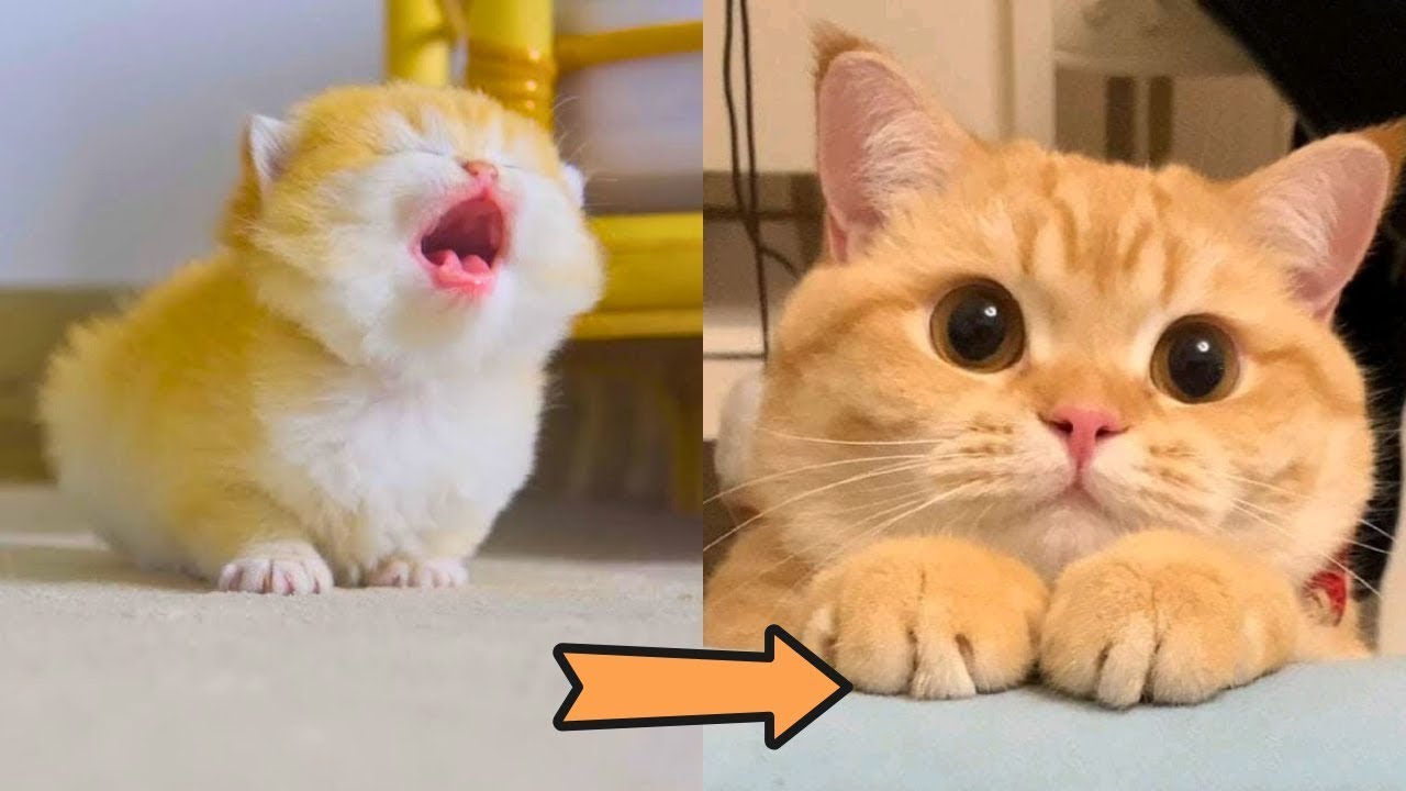 This Cat Was Cute Then… And Still Is 😻