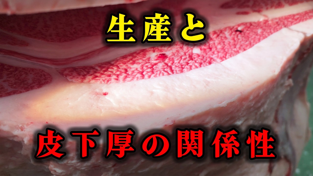 子牛の段階で脂を蓄えてしまうと枝肉になるまで影響します【和牛】wagyu beef(2026.03.06格付分)