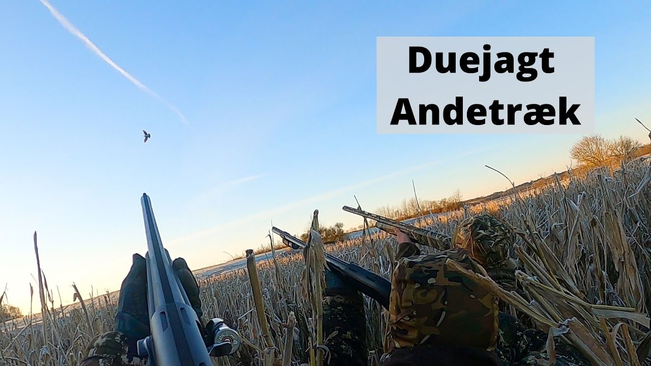 Due & andejagt i Danmark - Pigeon and duckhunting in Denmark - Gopro hunting