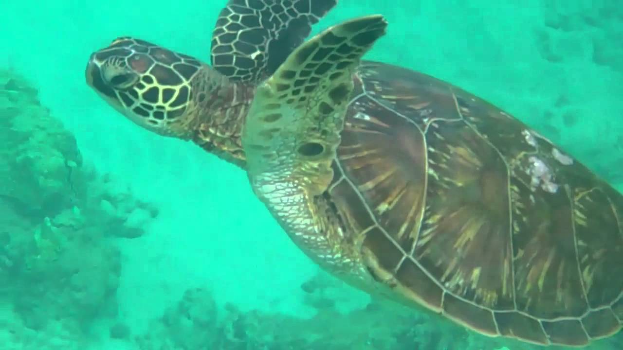 Honu of Honokowai