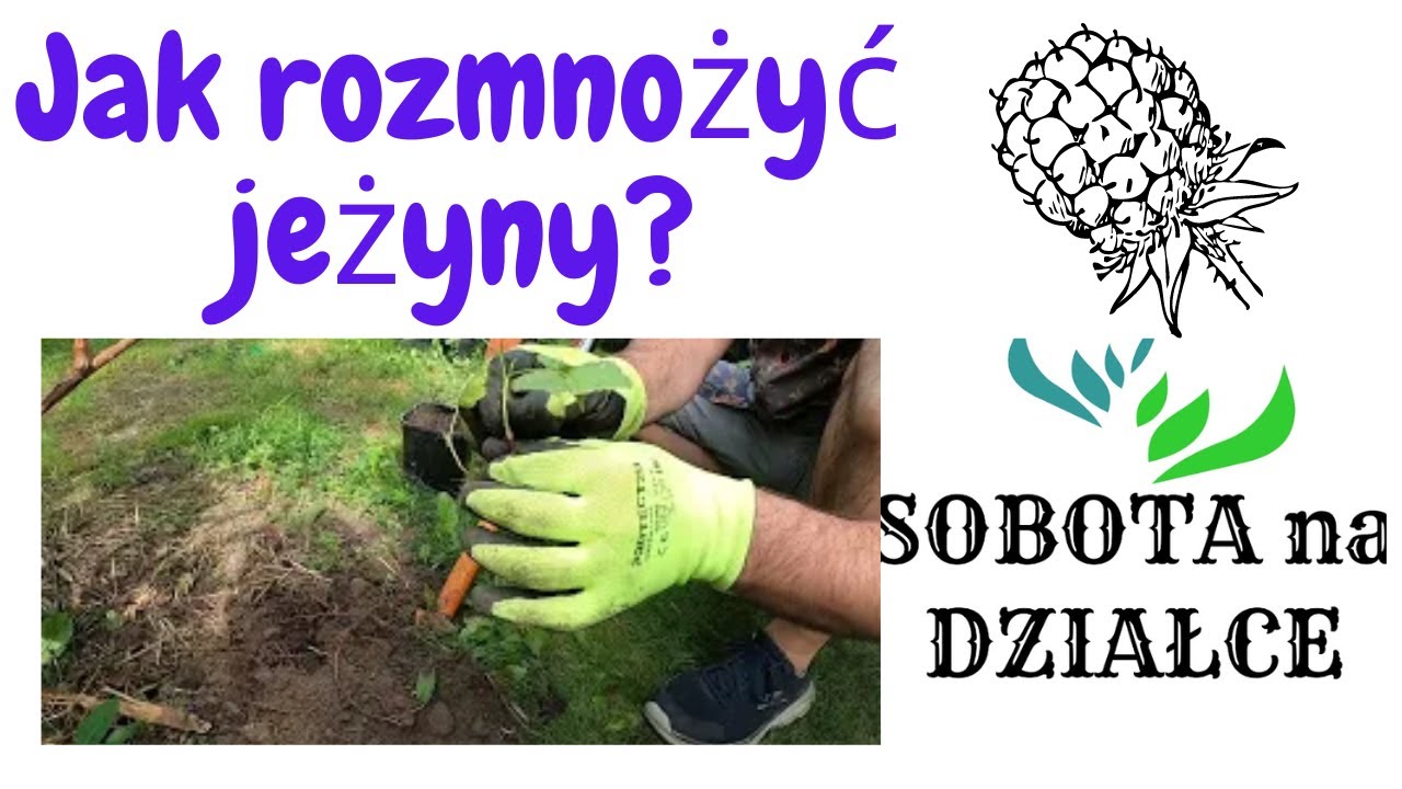 Jak rozmnożyć jeżyny?