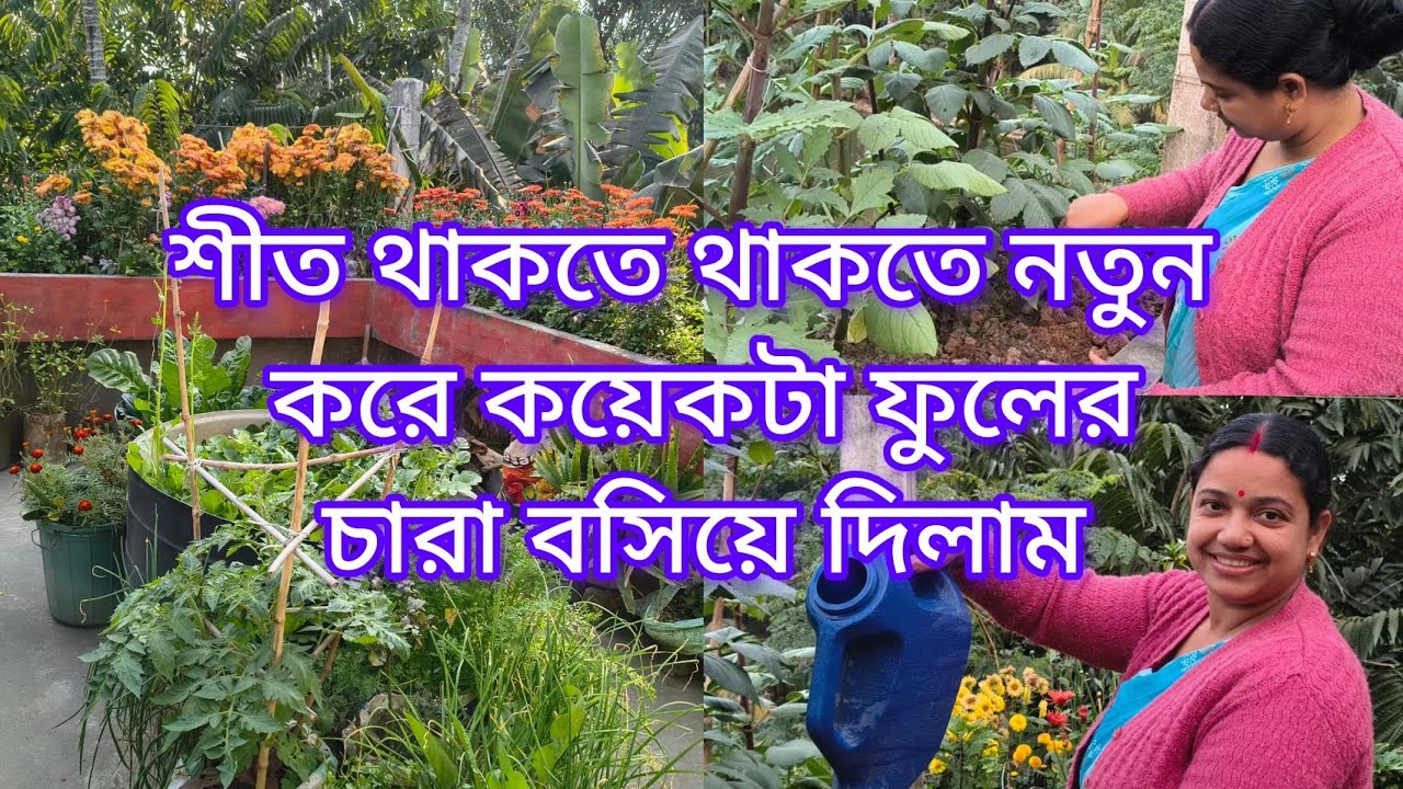 শীত থাকতে থাকতে নতুন করে কয়েকটা ফুলের চারা বসিয়ে দিলাম #gardening #garden 