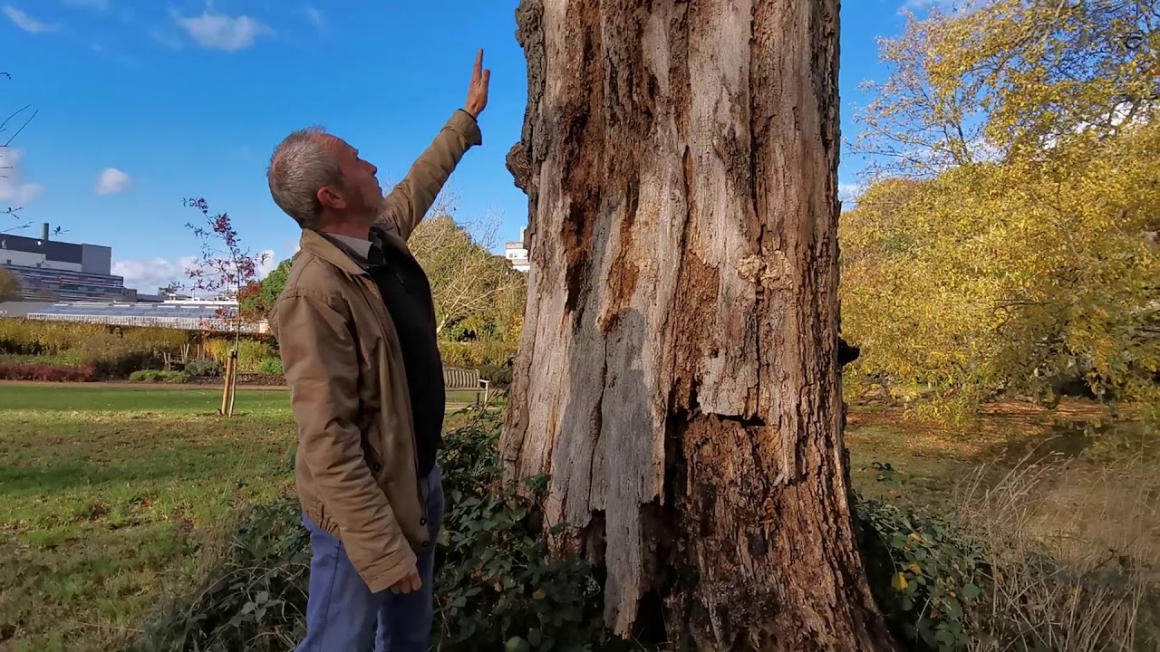 Green Festival Biodiversity Tour Whiteknights 2020