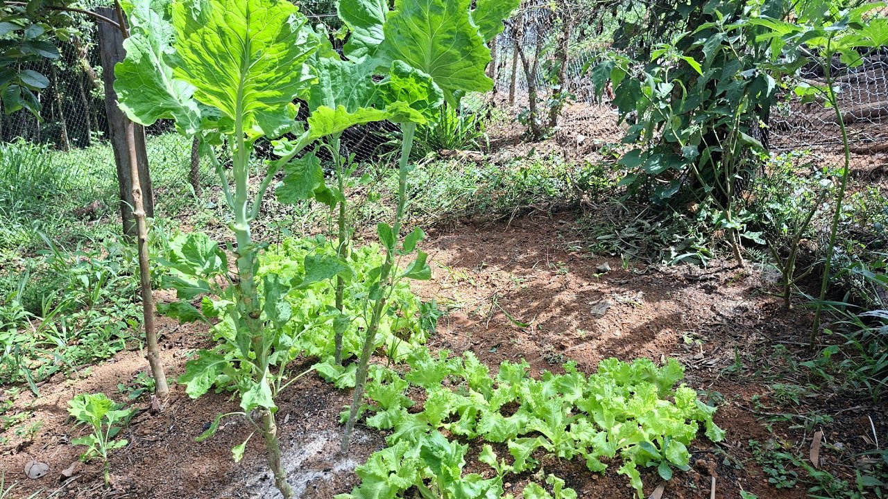🥬🥦🦋🌸olha a horta #roça #plantas #roça #fazenda #natureza #fazenda 