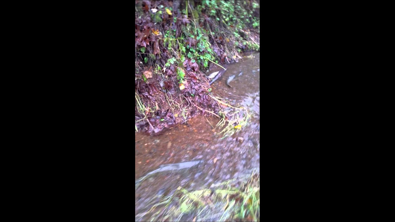 Salmon run in Small Creek. #salmon #fishing #fishingvideo #salmonrun #salmonfishing #fish #shorts