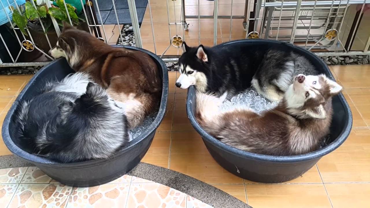 1 SuperDog # ฝูงไซบีเรี่ยนติดอ่าง