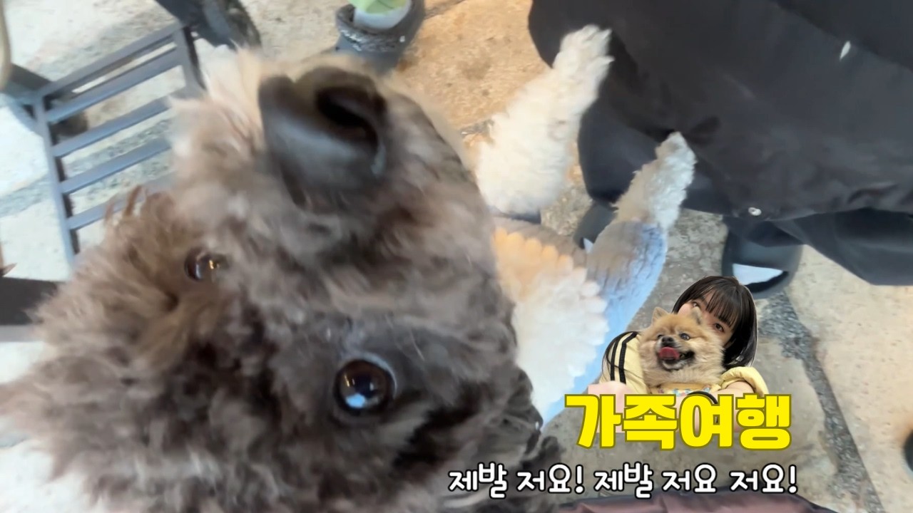 강아지 펜션 가족여행 브이로그 2탄