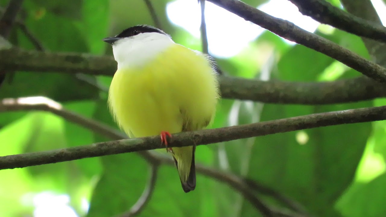 White collared manakin | Manacus candei | Manakin de cuello blanco