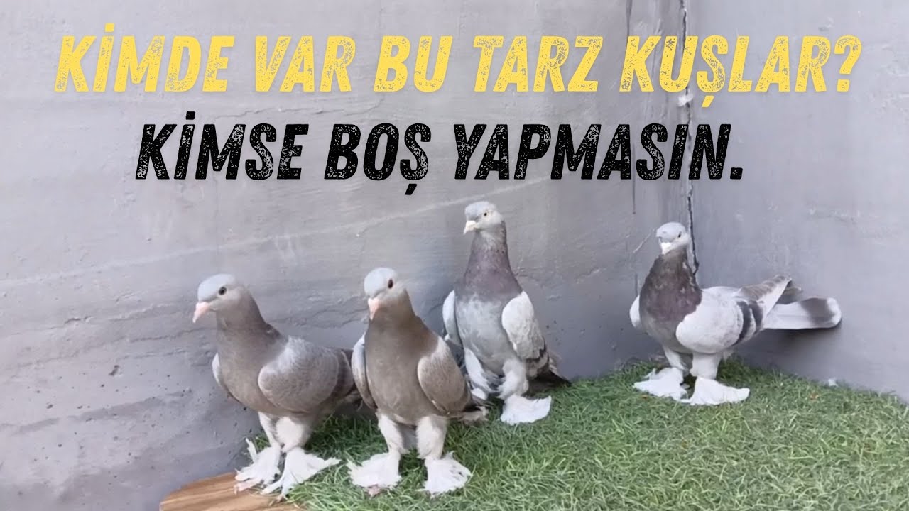 Muhteşem Yeraltı Mahzen den Tarih Kokan Kuşlar Volkan Güngör Farkıyla