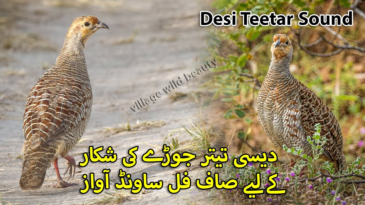 Desi Teetar Jody ki Awaz | Francolin Hunting Call in Jungle | Female Partridge Hunting Sound