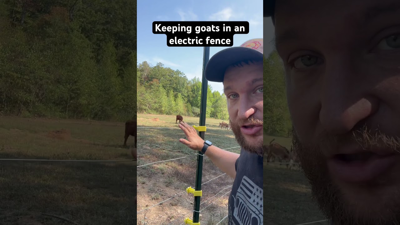How to keep goats in an electric fence #goat #farm #ranch #homestead