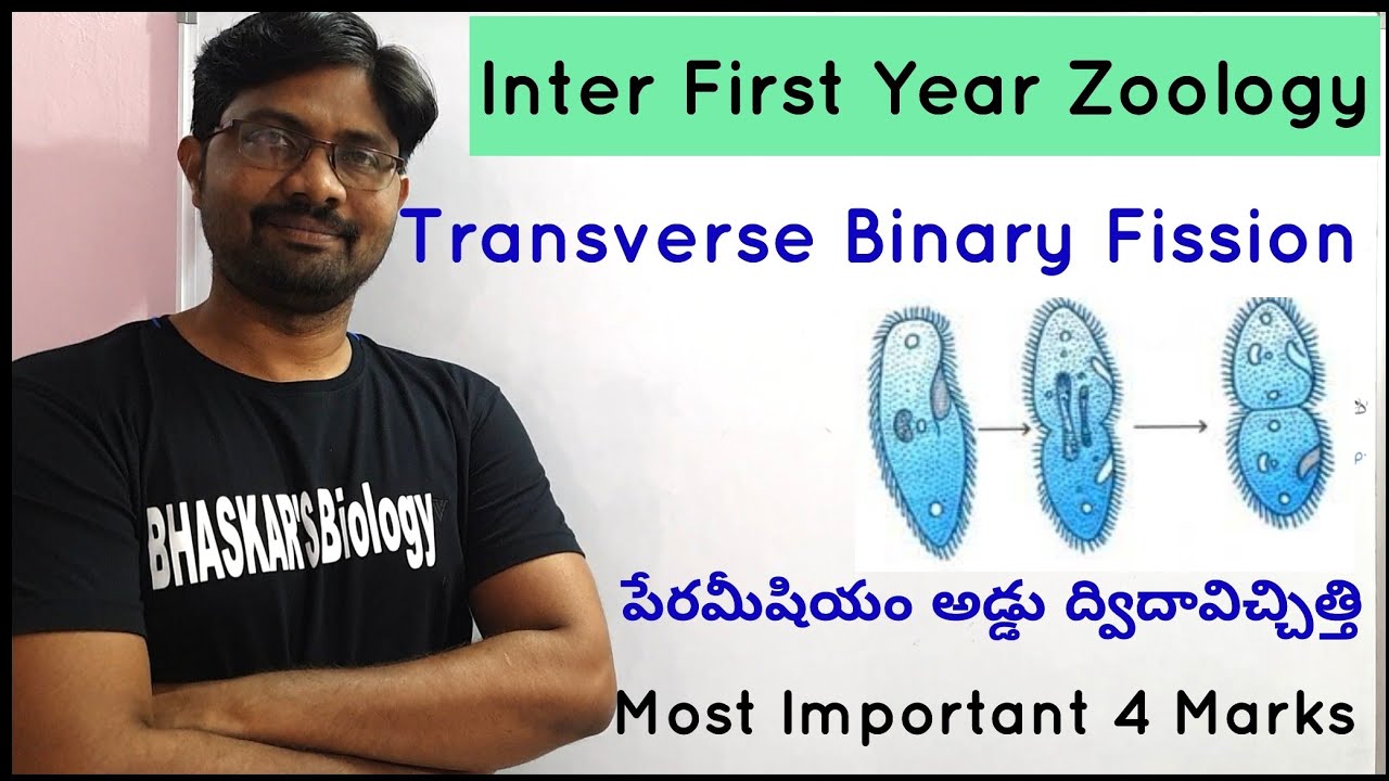 Transverse Binary Fission in Paramoecium | పేరమీషియం అడ్డు ద్విదావిచ్చిత్తి