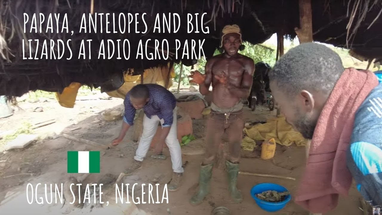 Antelopes, Big Lizards and Papaya at Adio Agro Park ( Ogun State, Nigeria )