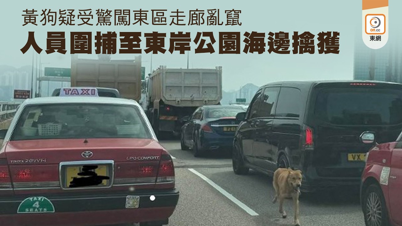 【on.cc東網】黃狗疑受驚闖東區走廊亂竄　人員圍捕至東岸公園海邊擒獲 | 「東呼」：私家車逆線仲要巴士褪後讓　網民紛促「交番牌出嚟」