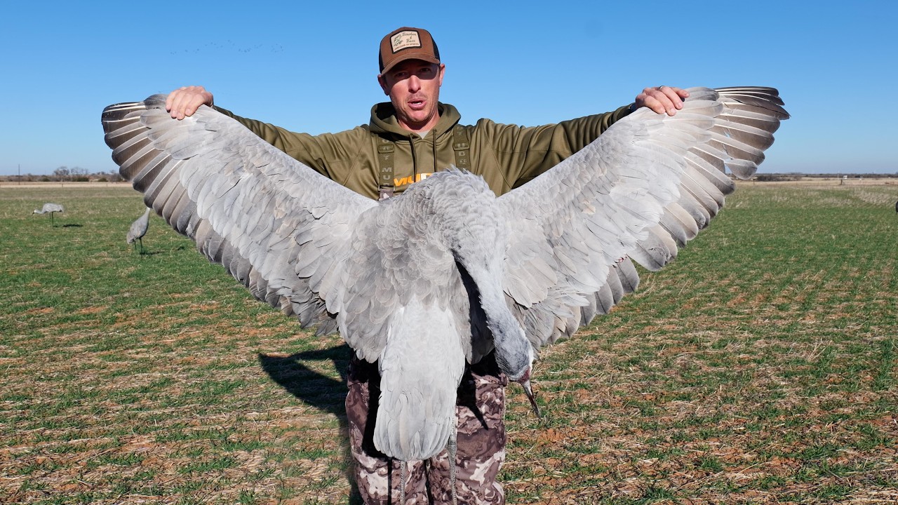 First Time Sandhill Crane Hunting - HUNDREDS of HUGE Birds