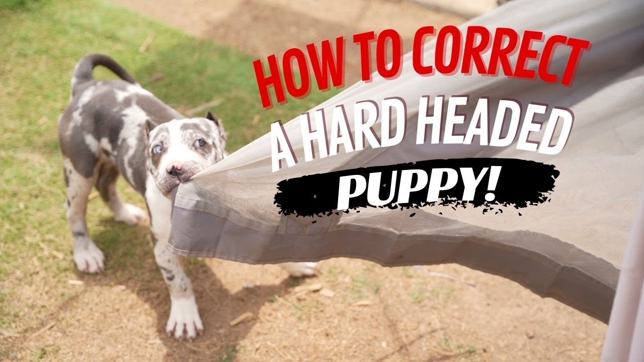 How to Correct a Hard Headed Puppy