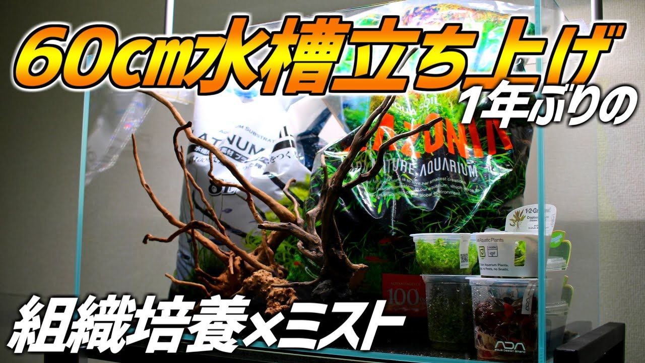 1年ぶりの60㎝レイアウト水槽立ち上げ！組織培養×水上管理の最強タッグでリベンジ！#98【アクアリウム】