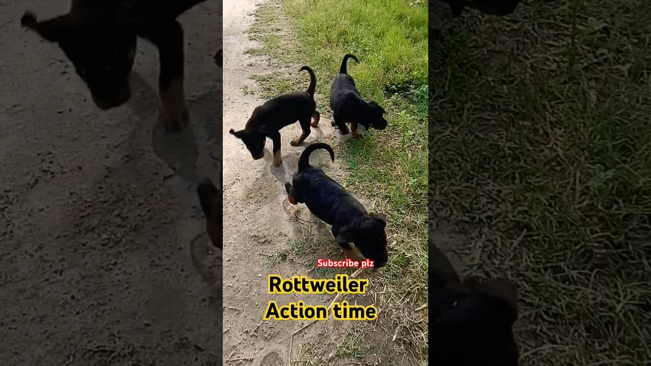 Rottweiler cute baby girl full action @DevDhankher143 #funny #shortsfeed #shorts #ytshorts #dog