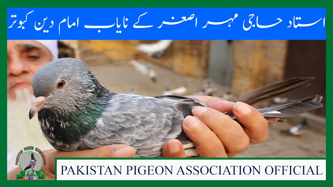 Ustad Mehar Asghar Kay Original Breed Pigeons Watch In HD Urdu/Hindi