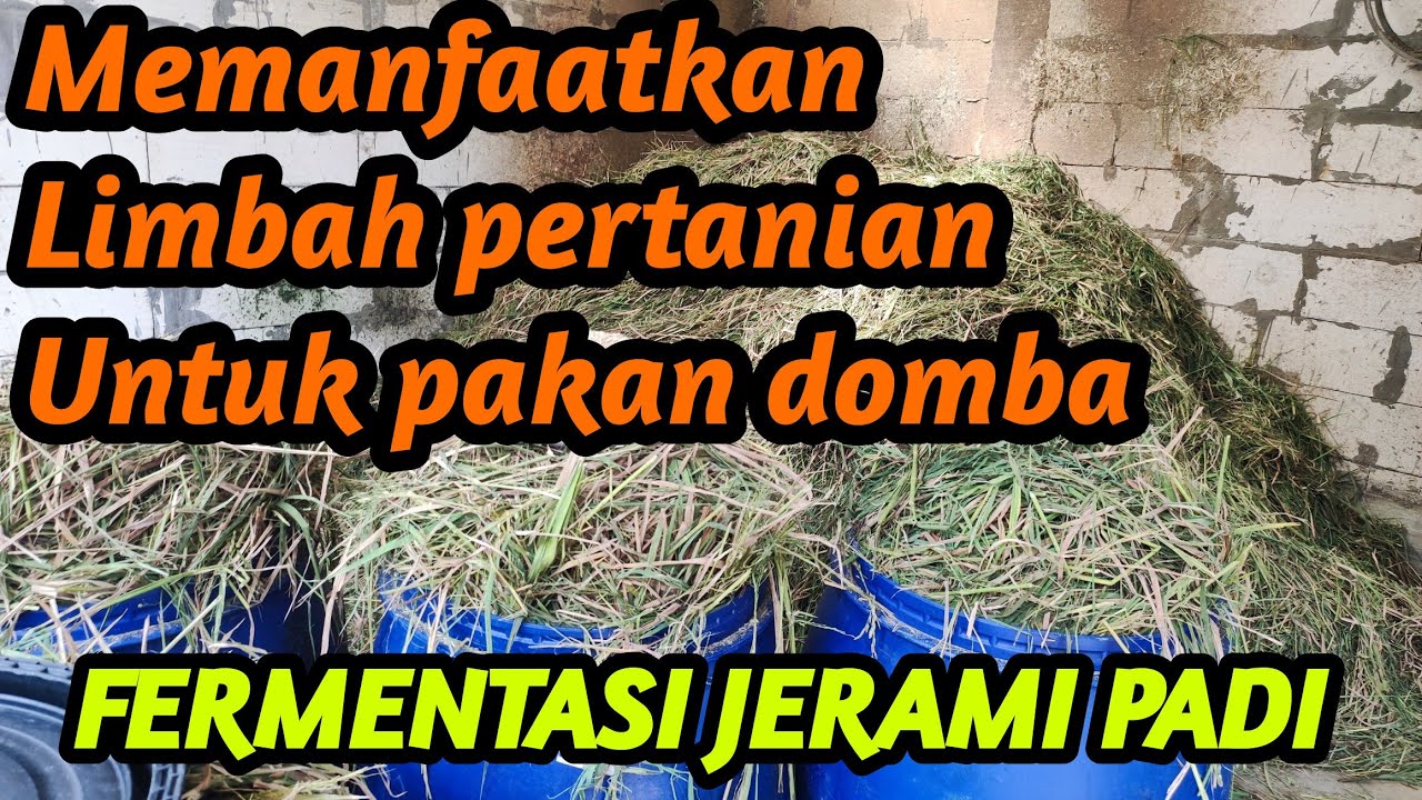MEMANFAATKAN LIMBAH PERTANIAN..!!!! CARA FERMENTASI JERAMI PADI UNTUK PAKAN DOMBA