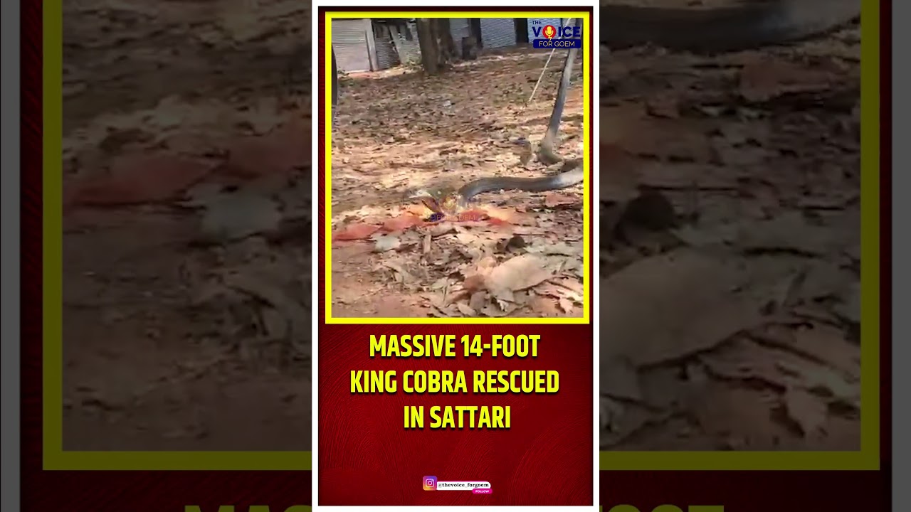 Massive 14-Foot King Cobra Rescued in Sattari