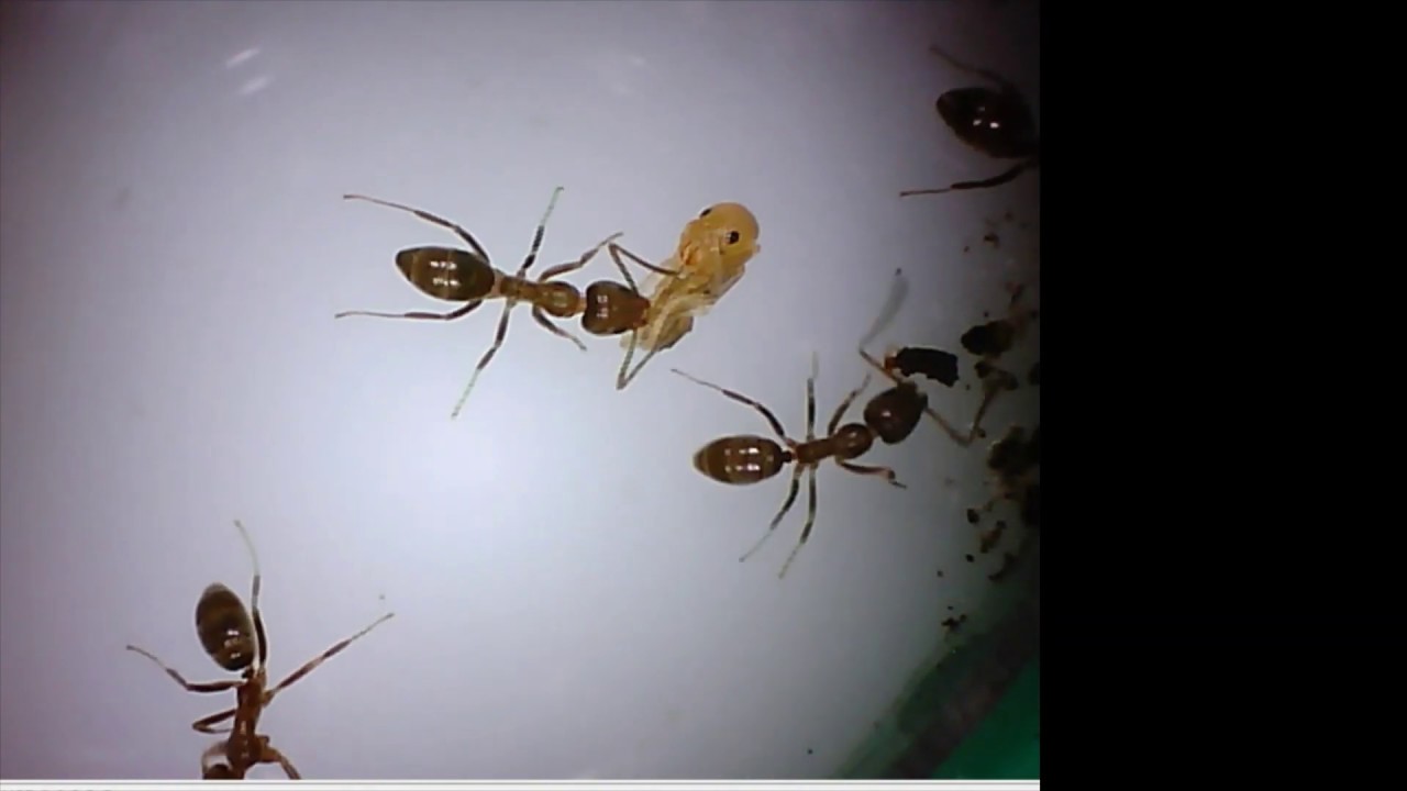 OnArgentine Ant Colony 1