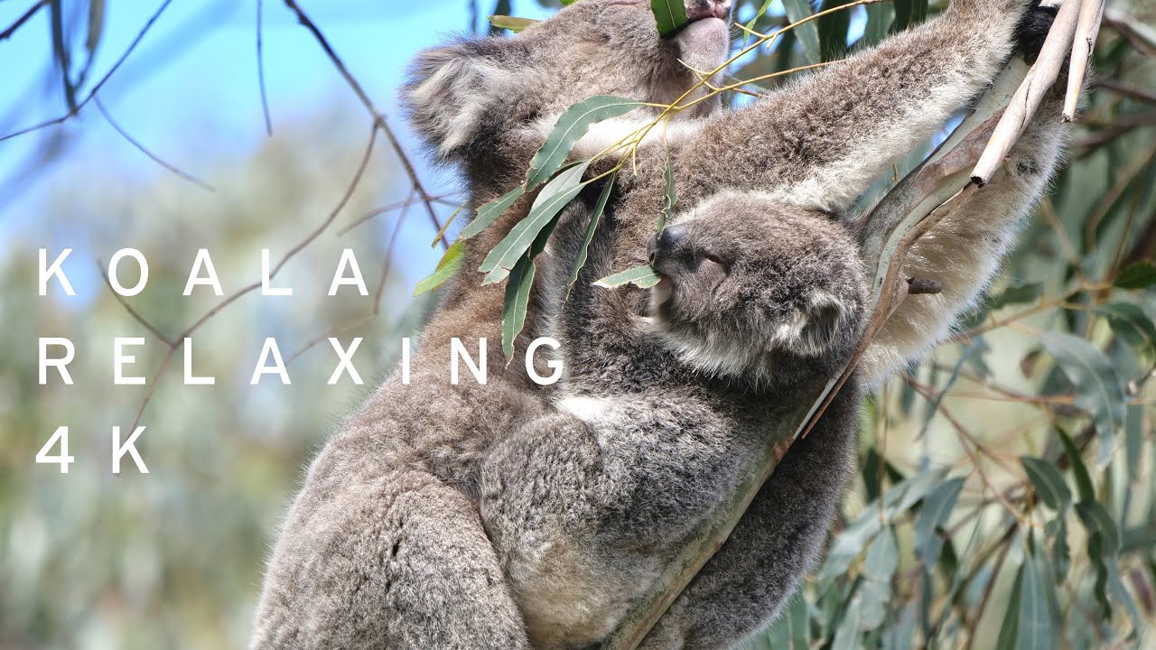 Koalas 4K Nature Relaxation | Unique Australian Mammals