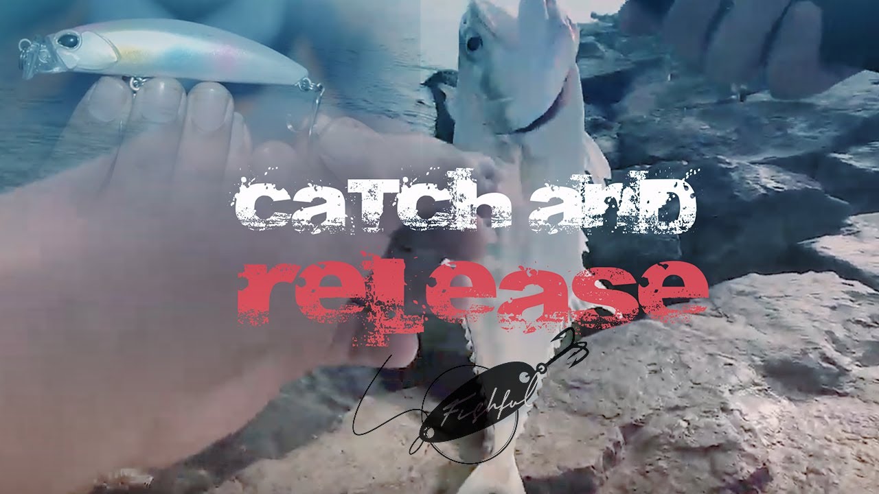 Fishing in Dubai UAE - Fishing in Dubai Jumeirah. Feat. 